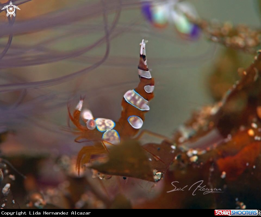A Sexy shrimp
