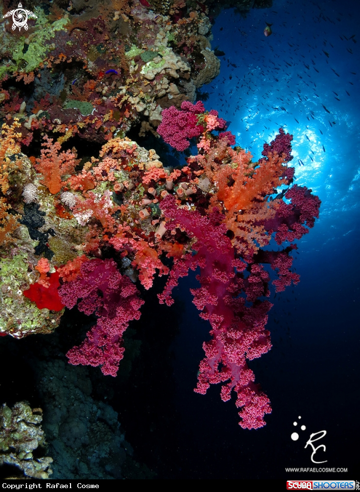 A underwater creature