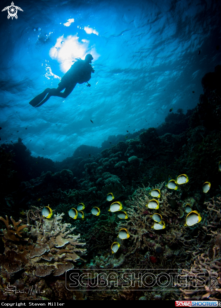 A Wakatobi reef scene