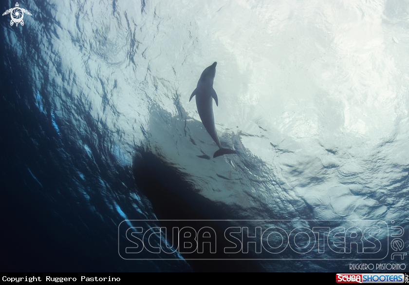 A Dolphin