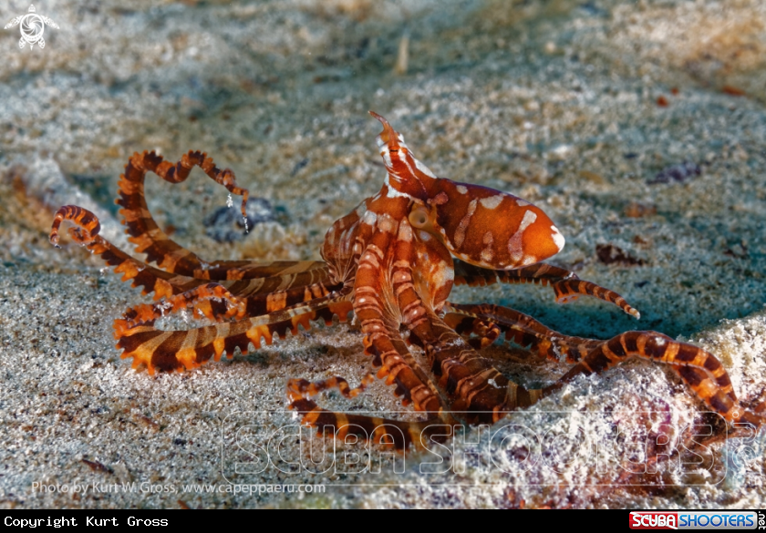 A Mimikry Octopus