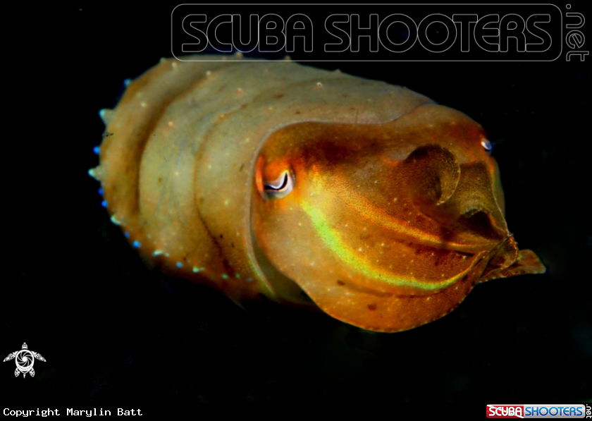 A cattel fish