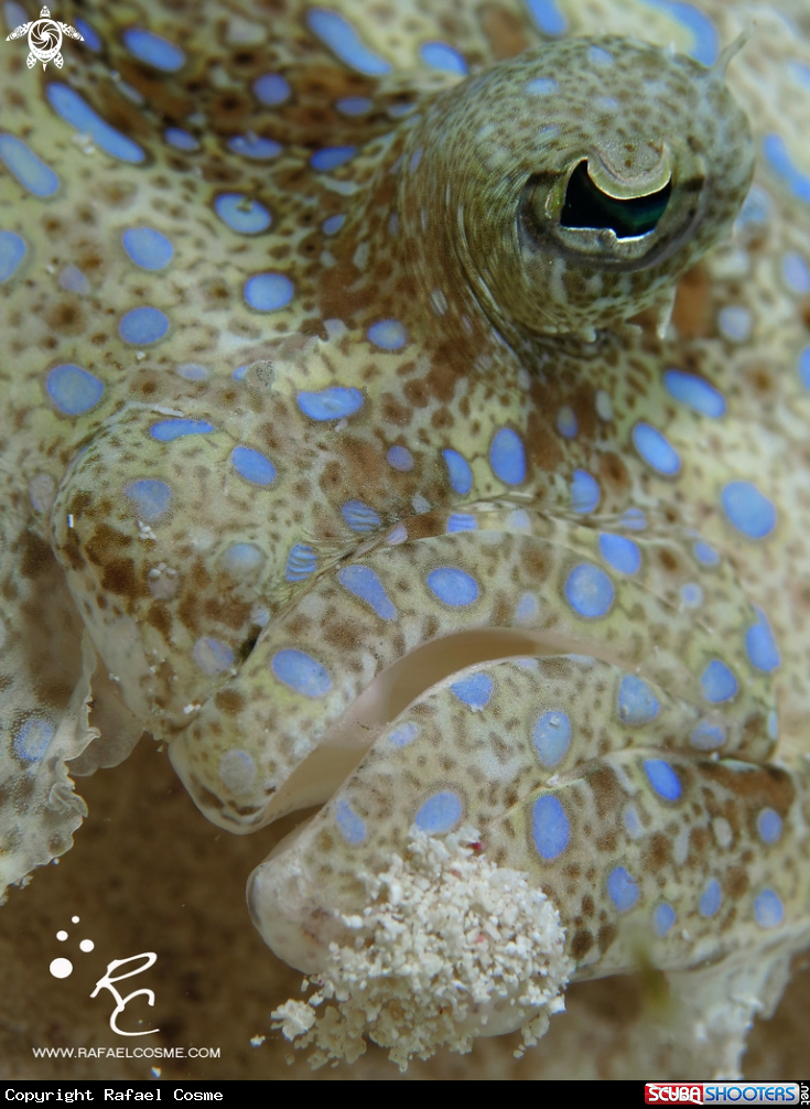 A underwater creature