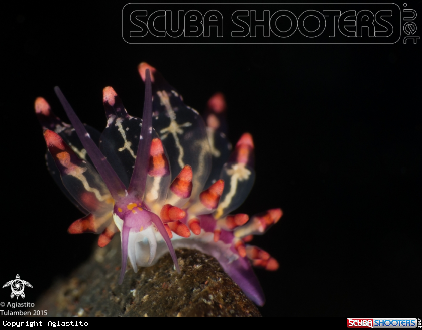 A Eubranchus sp.