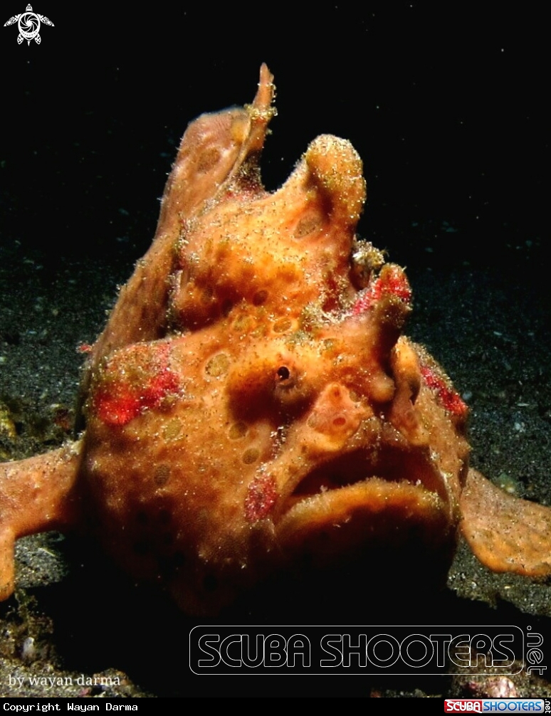 A Antenarius pictus 
