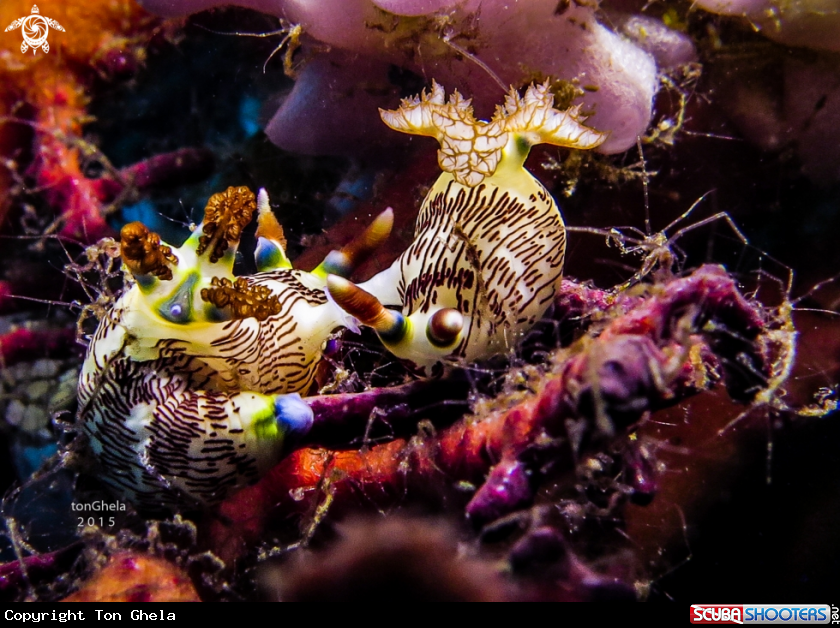 A Nudibranch