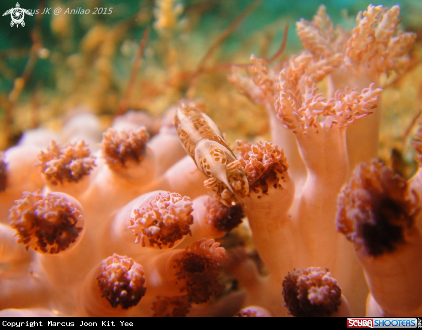 A Soft Coral Humpback Shrimp
