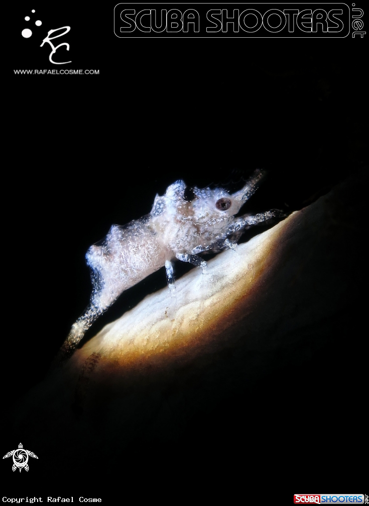 A underwater creature
