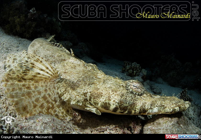 A Crocodile fish