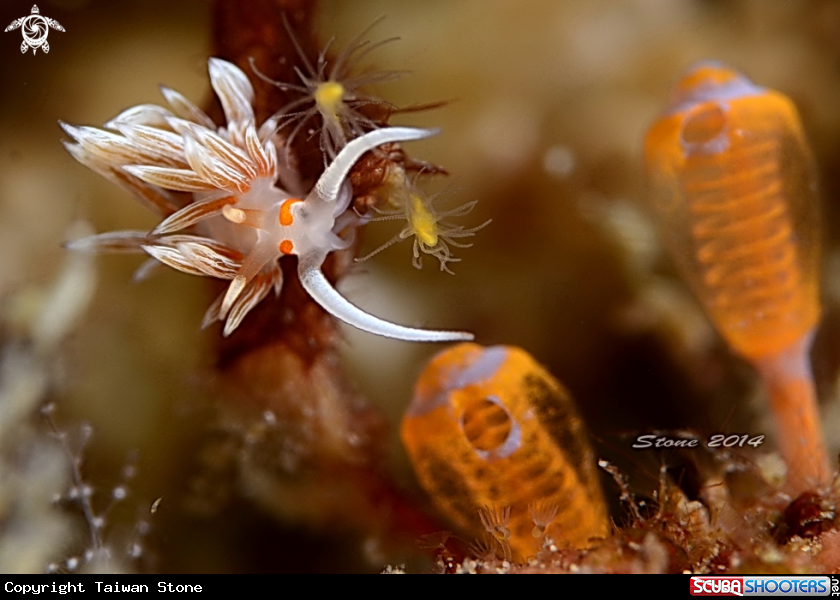 A Nudi