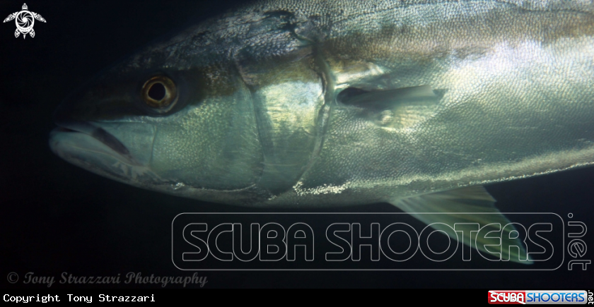 A Yellow-tail kingfish