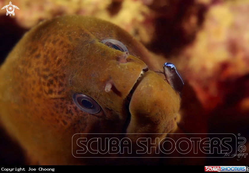 A Moray eel v cleaner wrasse