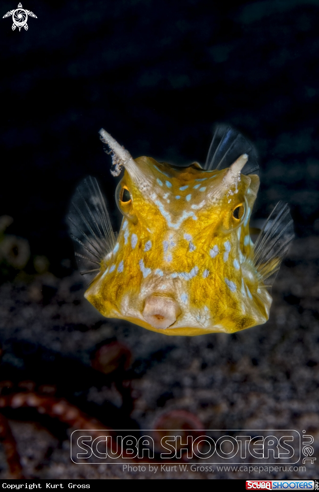 A Cow fish
