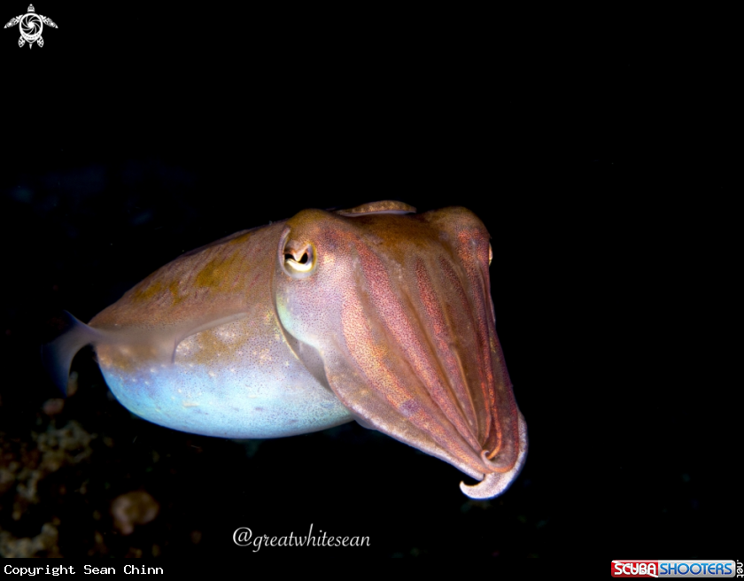 A Cuttlefish