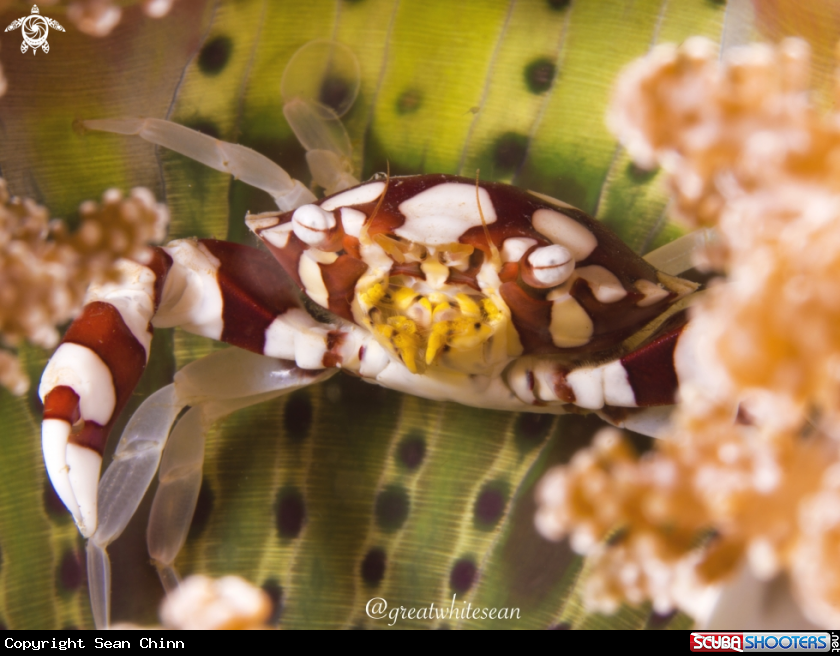 A Red and white harlequin crab