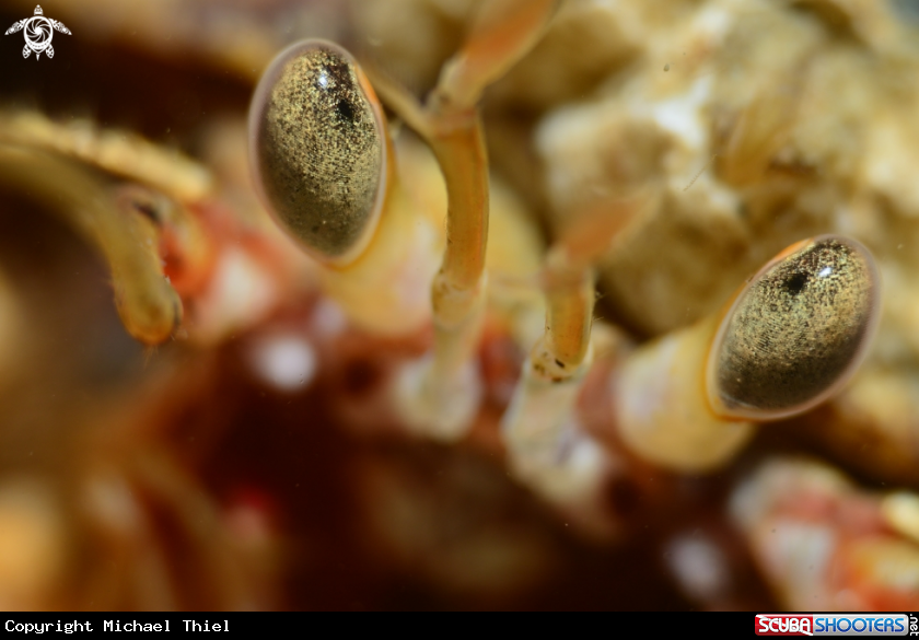 A Hermit Crab