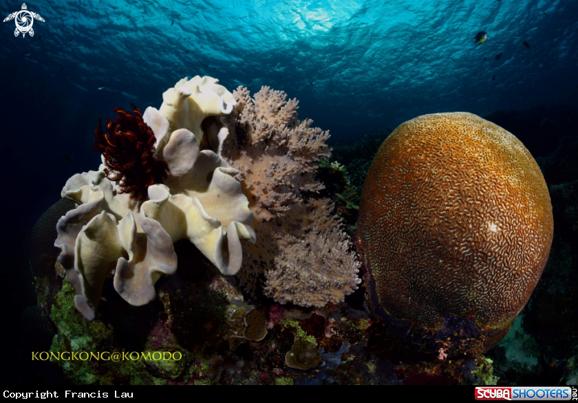 A Brain Coral