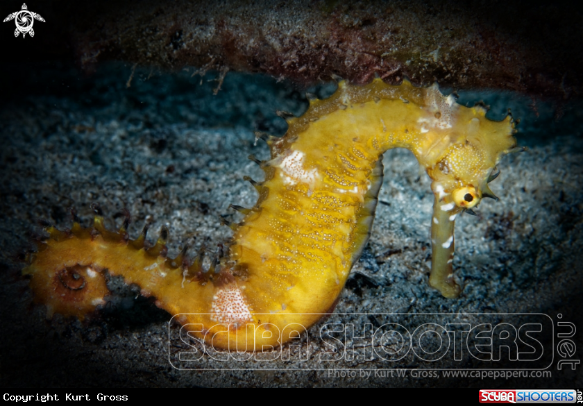 A Seahorse histrix