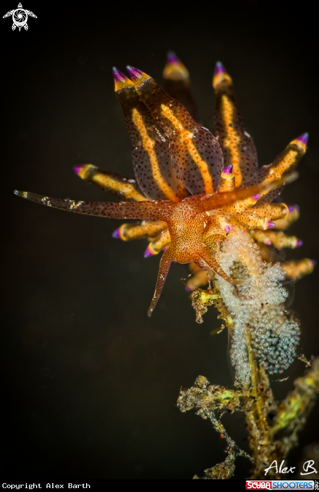 A Nudibranch
