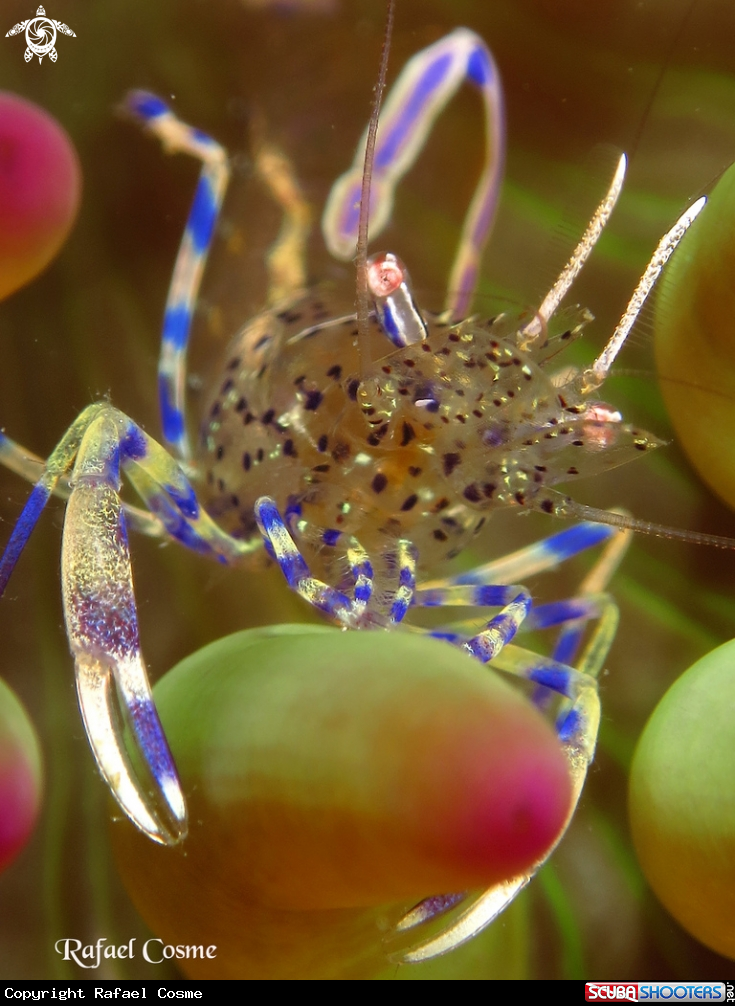 A underwater creature