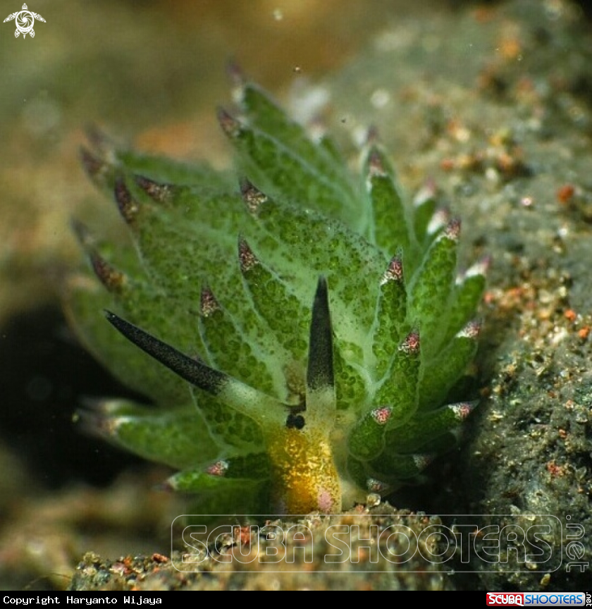 A Shaun the sheep nudi