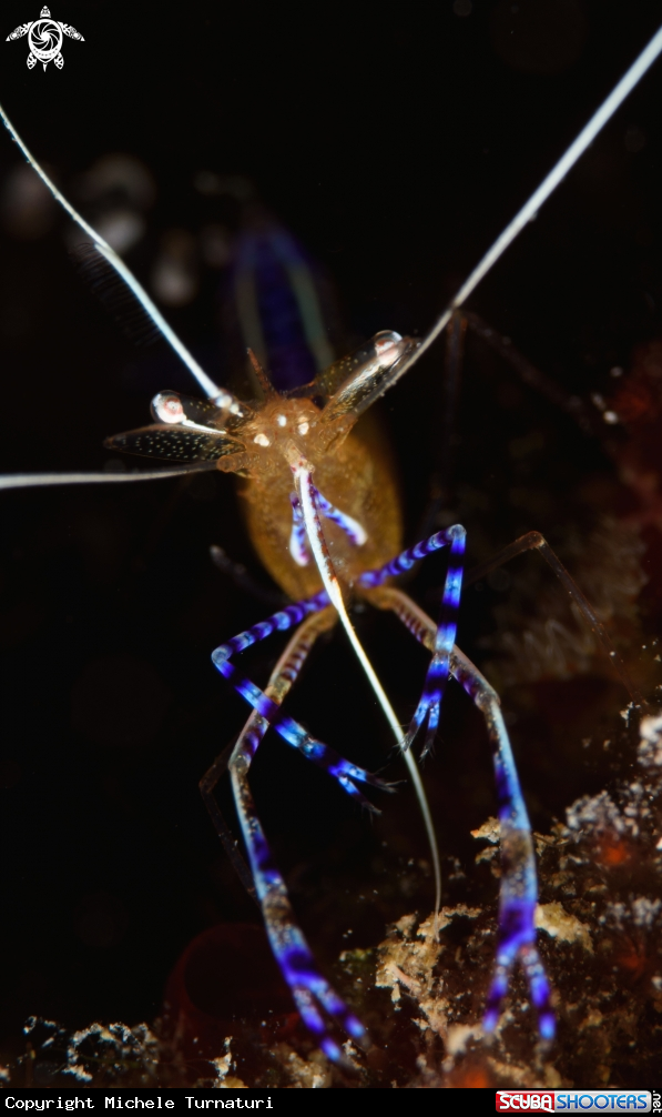 A Pederson cleaner shrimp