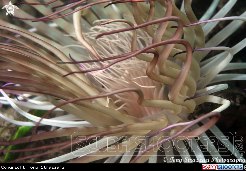 A Banded tube anemone