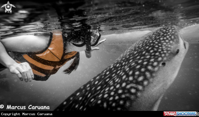 A Whale Shark 