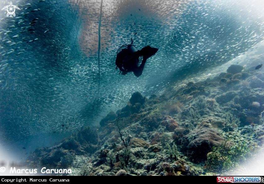A Sardine Run