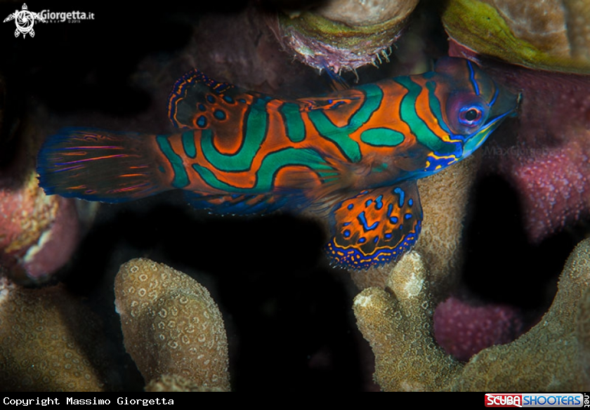 A mandarin fish