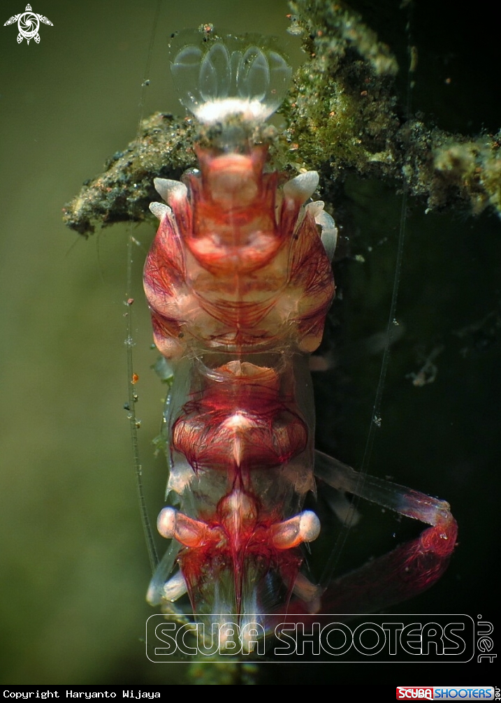 A Sea Pen Shrimp
