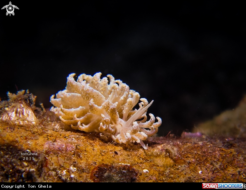 A Nudibranch