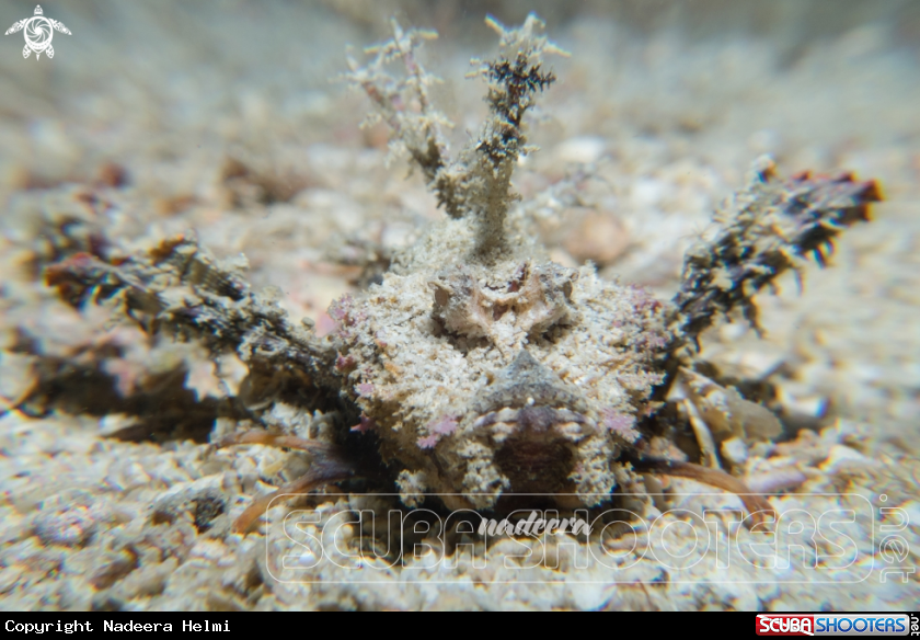 A Spiny Devilfish