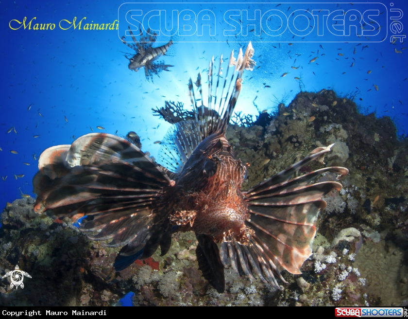 A Lionfish