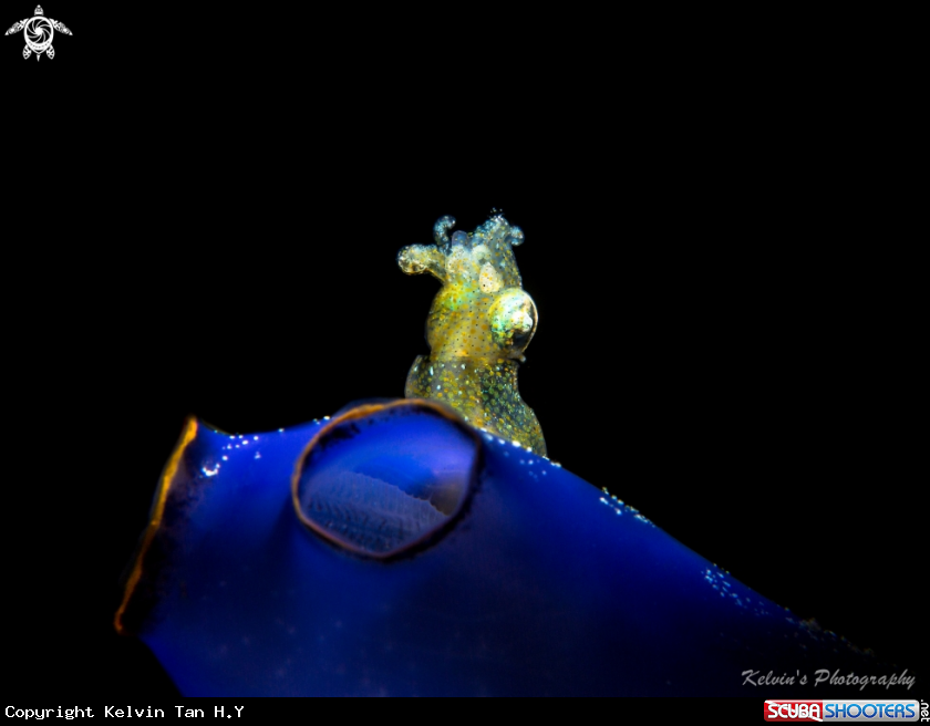 A Squid