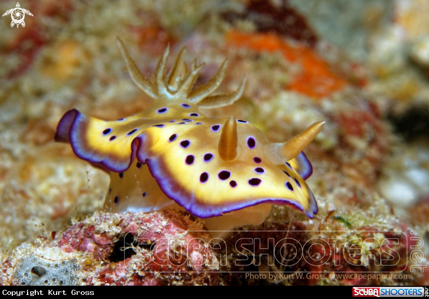 A Nudibranche