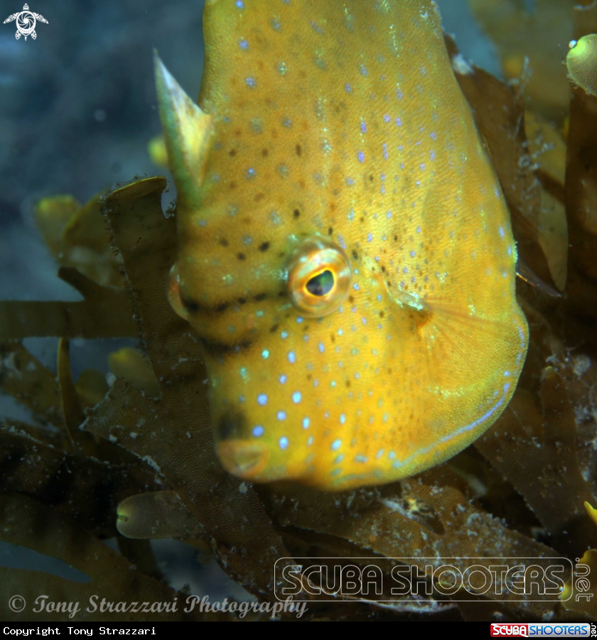 A Pygmy leatherjacket