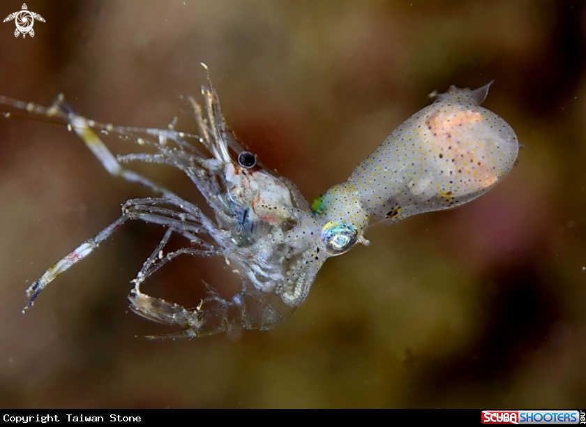 A Squid