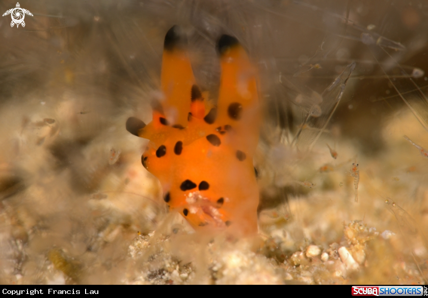 A Nudibranch
