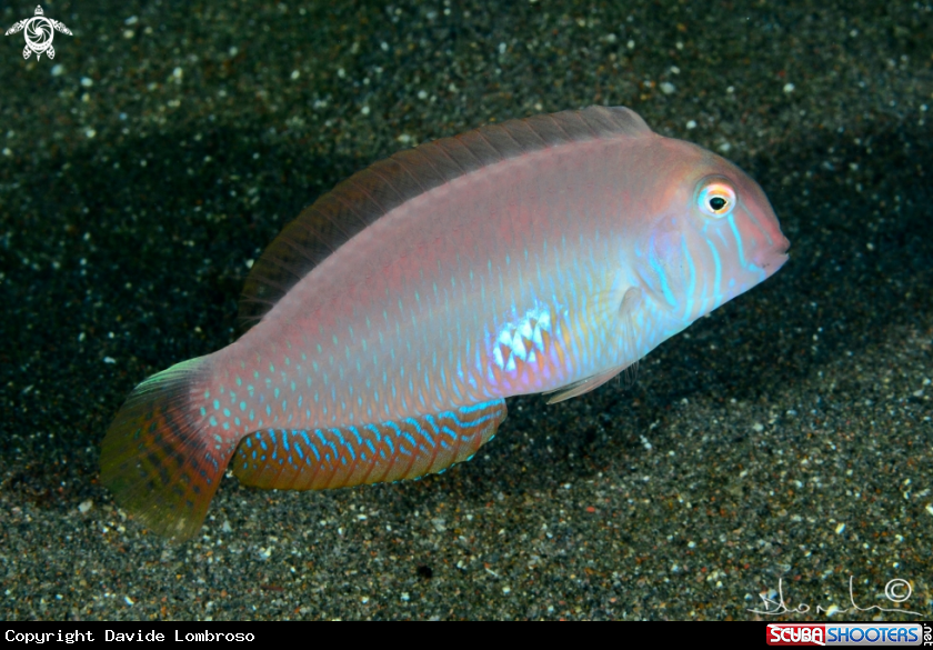 A Pesce pettine