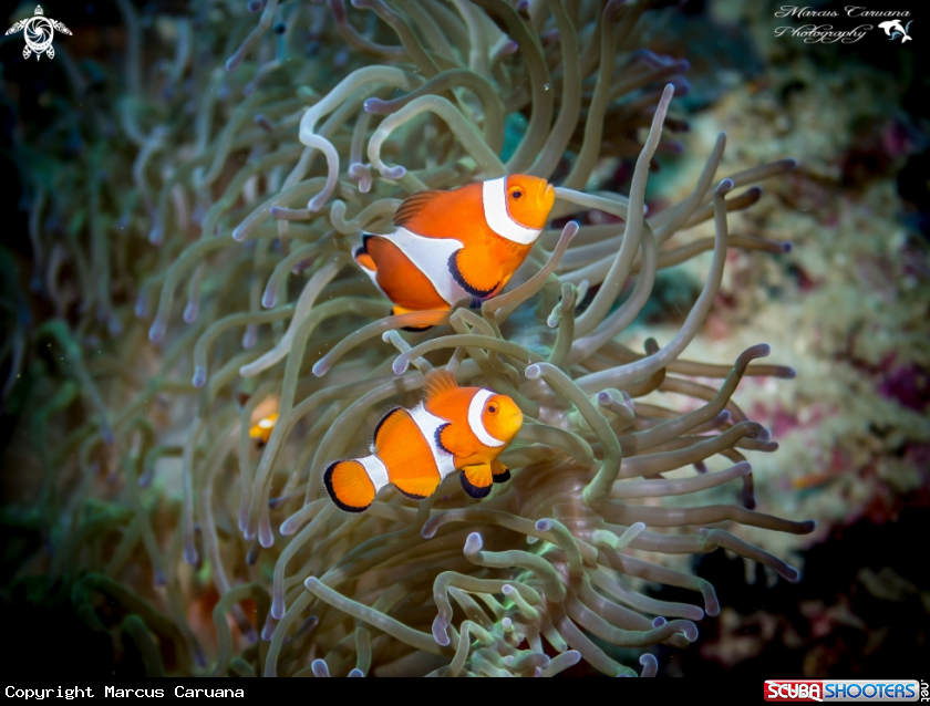 A Animone Fish