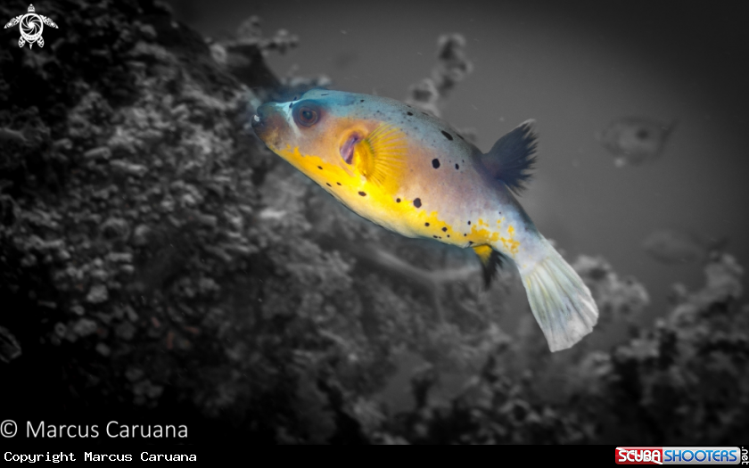 A Puffer Fish
