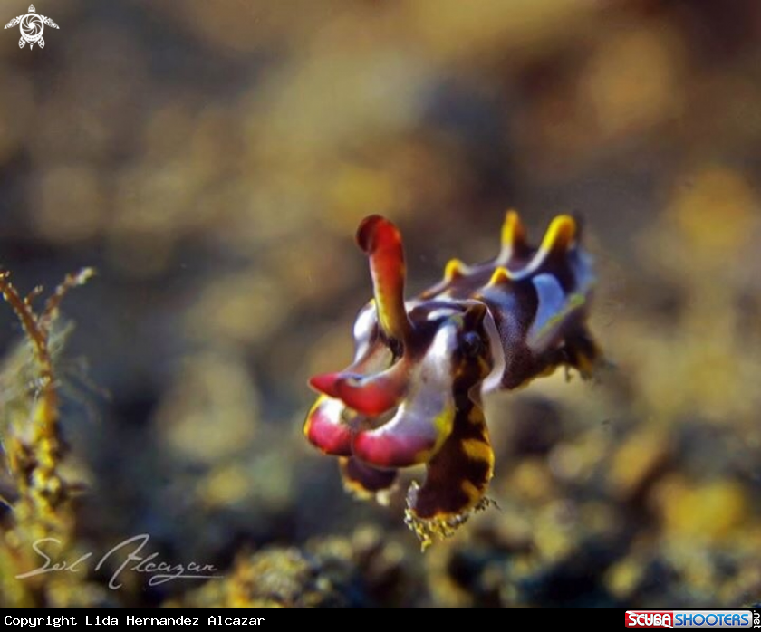 A Flamboyant cuttlefish