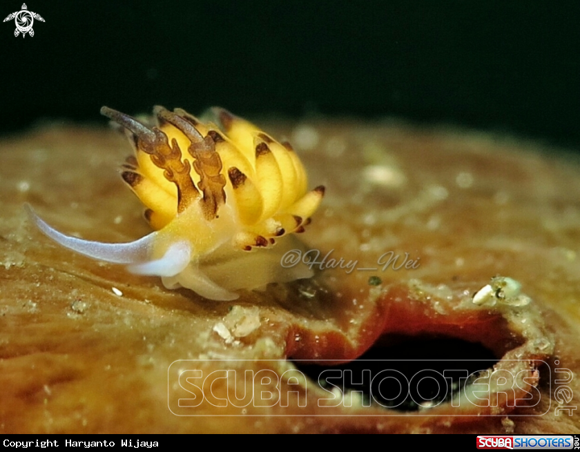 A Banana Nudie