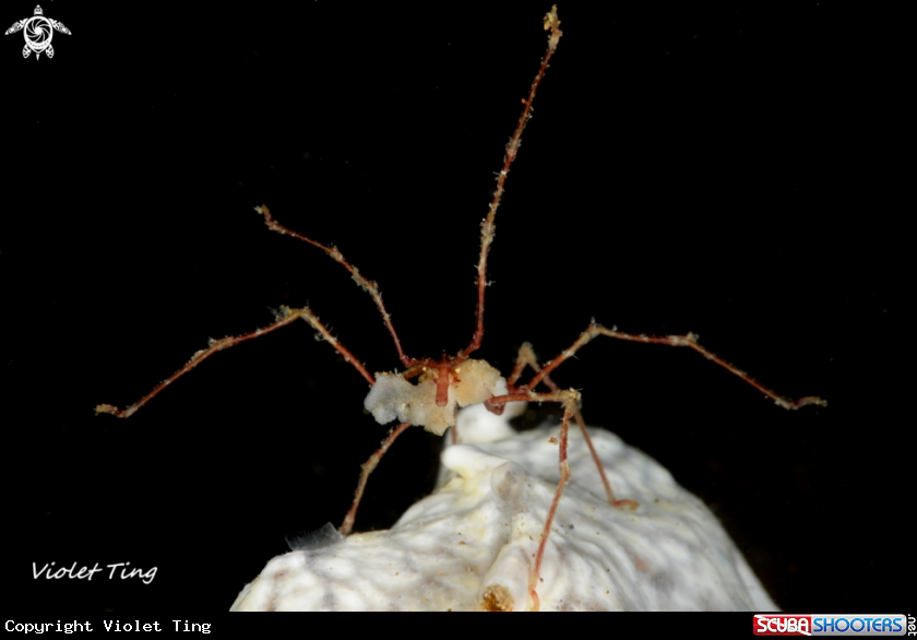 A Sea Spider