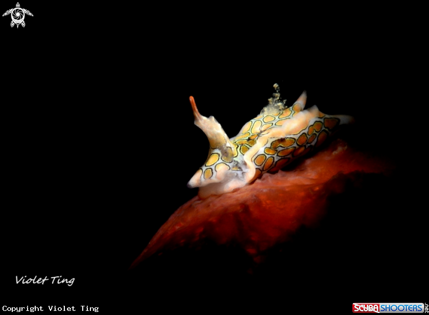 A Batwing sea slug