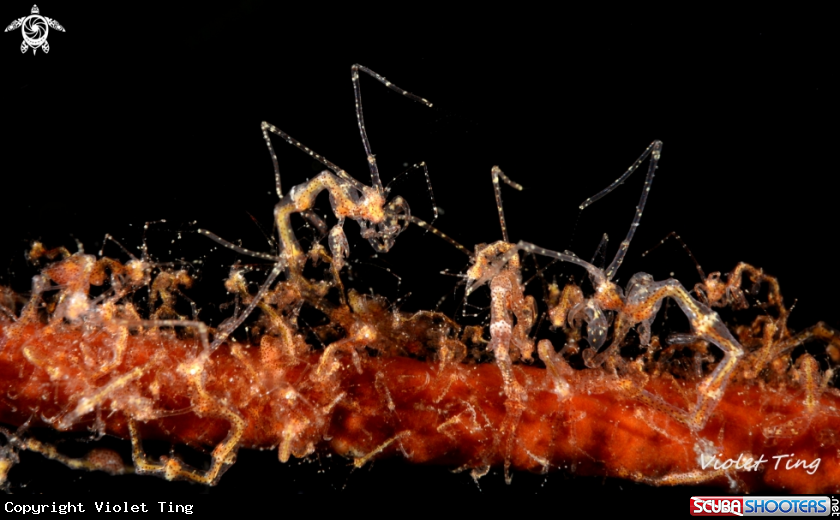 A Skeleton Shrimps