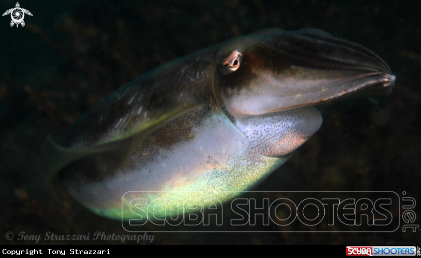 A Mourning Cuttle