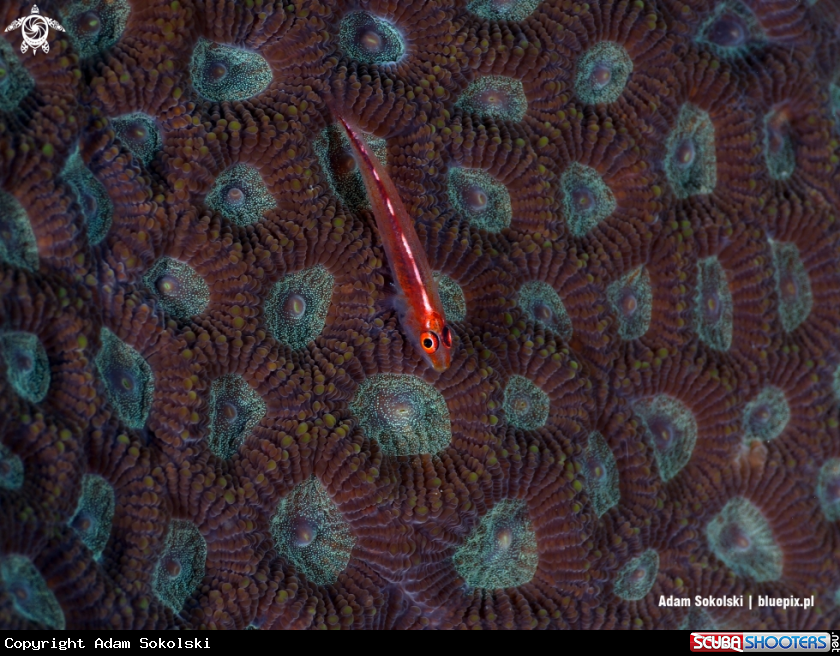 A Goby