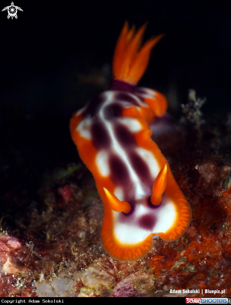 A Nudibranch